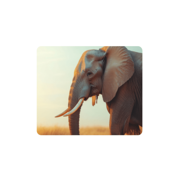 Big Five Coasters - Set of 6 - 10cm x 10cm - Steglio