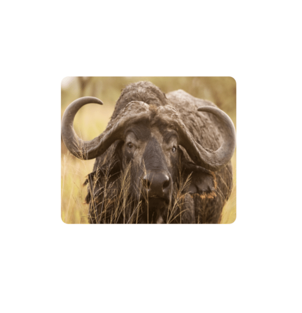 Big Five Coasters - Set of 6 - 10cm x 10cm - Steglio
