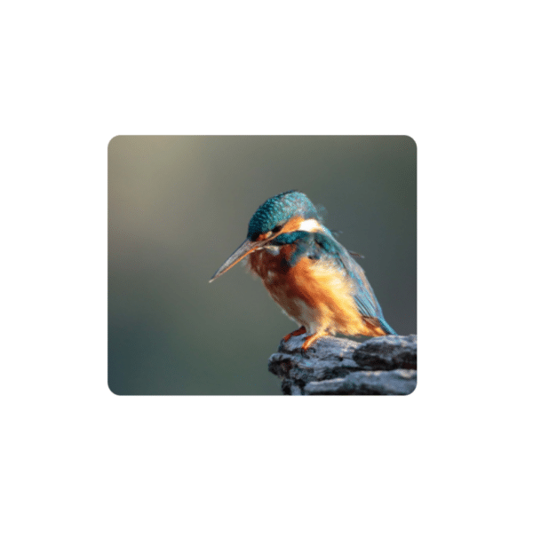 Birdlife Coasters - Set of 6 - 10cm x 10cm - Steglio