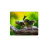 Birdlife Coasters - Set of 6 - 10cm x 10cm - Steglio