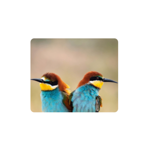 Birdlife Coasters - Set of 6 - 10cm x 10cm - Steglio