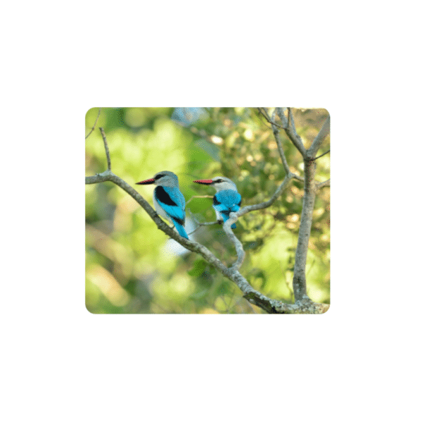 Birdlife Coasters - Set of 6 - 10cm x 10cm - Steglio