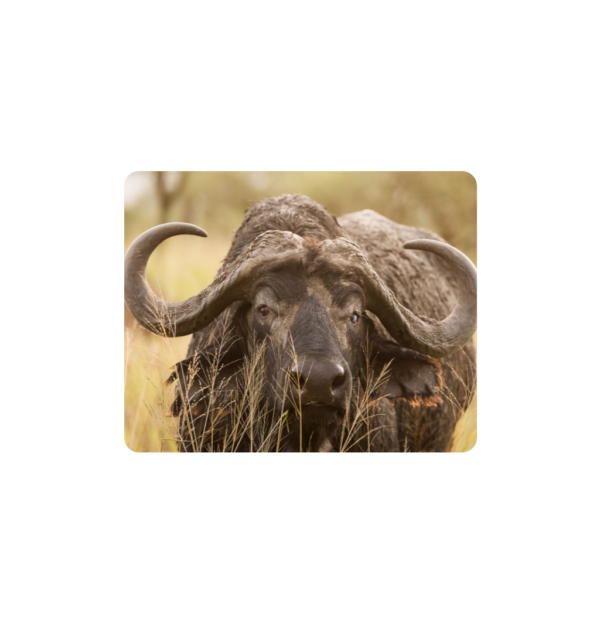 The Big Five Placemats - Set of 6 - 40cm x 30cm - Steglio